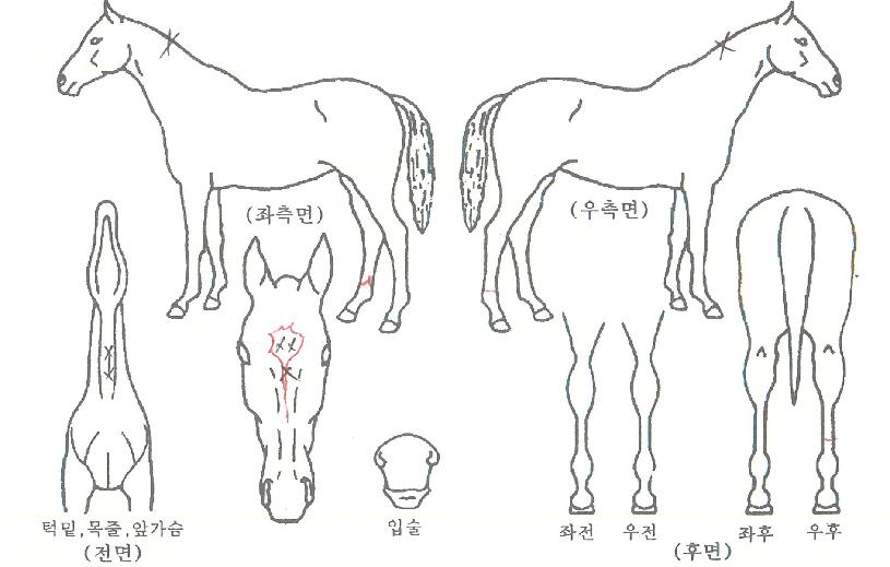 ���������� ����,���,�޸�,�λ�,�ٸ��� Ư¡����