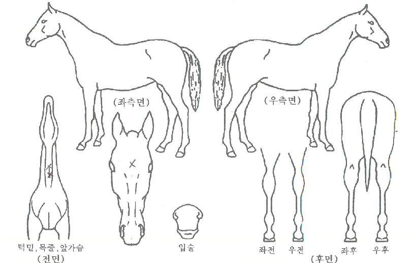 ´ÜµðÄýÀÇ Ãø¸é,¿ì¸é,µÞ¸é,µÎ»ó,´Ù¸®ÀÇ Æ¯Â¡µµÇØ