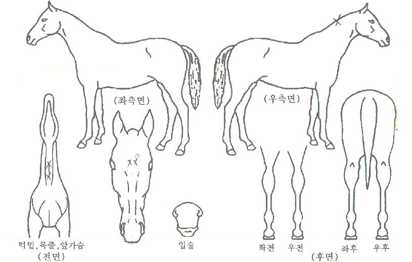 ¼¿ï¸í°¡ÀÇ Ãø¸é,¿ì¸é,µÞ¸é,µÎ»ó,´Ù¸®ÀÇ Æ¯Â¡µµÇØ