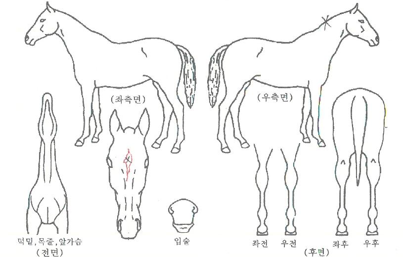 ���������� ����,���,�޸�,�λ�,�ٸ��� Ư¡����