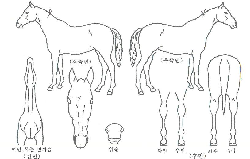 ���ۺ����� ����,���,�޸�,�λ�,�ٸ��� Ư¡����