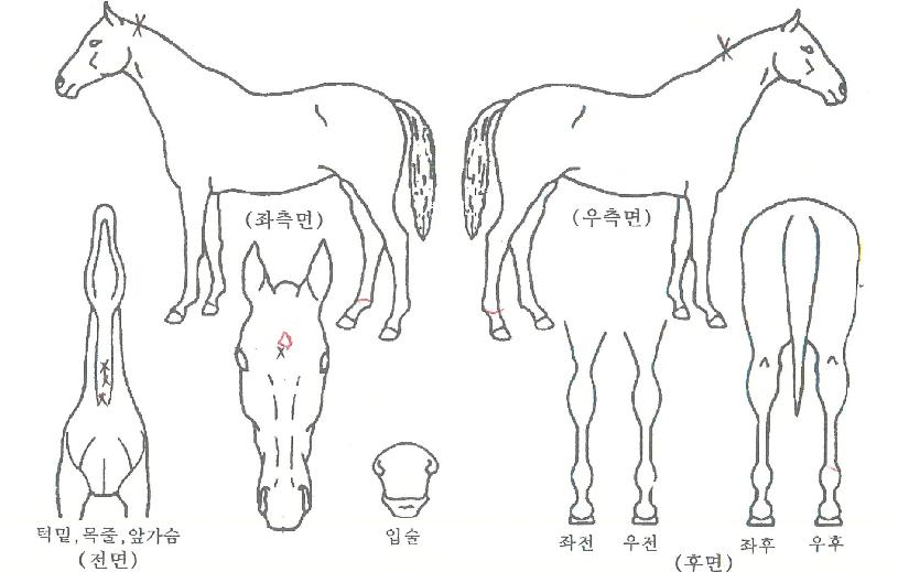 ��õ�Ǻ��� ����,���,�޸�,�λ�,�ٸ��� Ư¡����