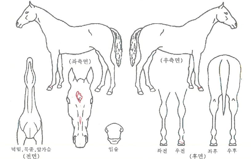 ÇØ¿ÕÀÇ Ãø¸é,¿ì¸é,µÞ¸é,µÎ»ó,´Ù¸®ÀÇ Æ¯Â¡µµÇØ