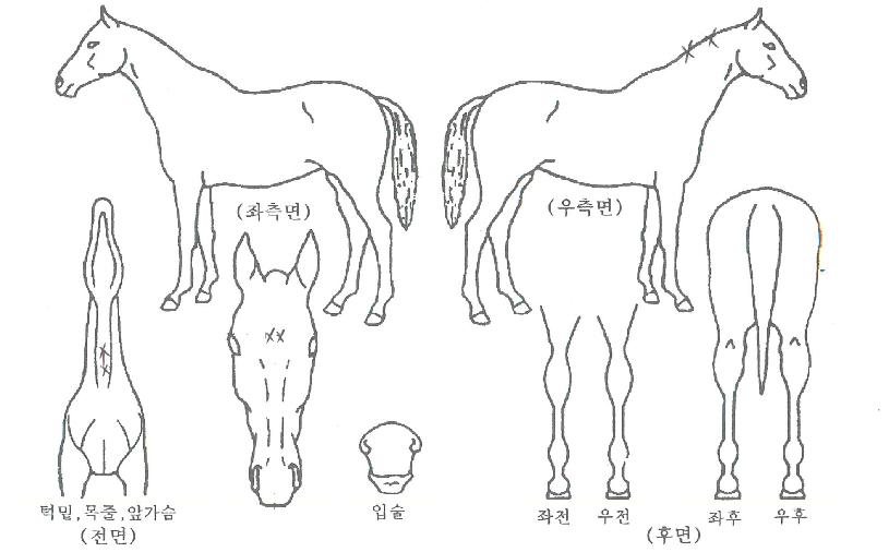 Çϵåij¸®ÀÇ Ãø¸é,¿ì¸é,µÞ¸é,µÎ»ó,´Ù¸®ÀÇ Æ¯Â¡µµÇØ