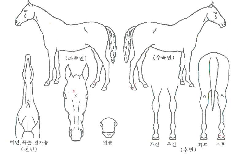 ºí·¢Ç»ÆÞÀÇ Ãø¸é,¿ì¸é,µÞ¸é,µÎ»ó,´Ù¸®ÀÇ Æ¯Â¡µµÇØ