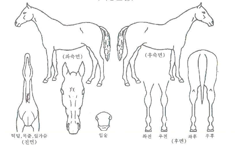 µö¸¶ÀεåÀÇ Ãø¸é,¿ì¸é,µÞ¸é,µÎ»ó,´Ù¸®ÀÇ Æ¯Â¡µµÇØ
