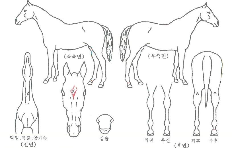 �뱳�� ����,���,�޸�,�λ�,�ٸ��� Ư¡����