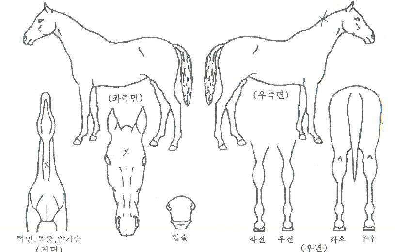 ÆÄµç¸¶À̽½·çÀÚ¸¶ÀÇ Ãø¸é,¿ì¸é,µÞ¸é,µÎ»ó,´Ù¸®ÀÇ Æ¯Â¡µµÇØ