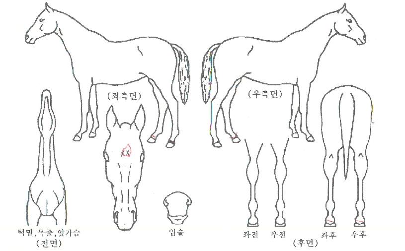 ������ǽ���ڸ��� ����,���,�޸�,�λ�,�ٸ��� Ư¡����