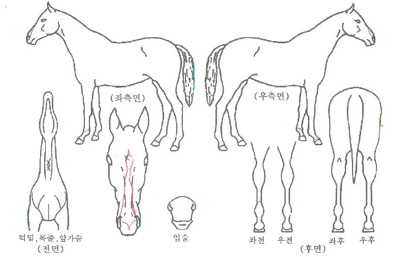 ·Î¿ÁúÁÖÀÇ Ãø¸é,¿ì¸é,µÞ¸é,µÎ»ó,´Ù¸®ÀÇ Æ¯Â¡µµÇØ