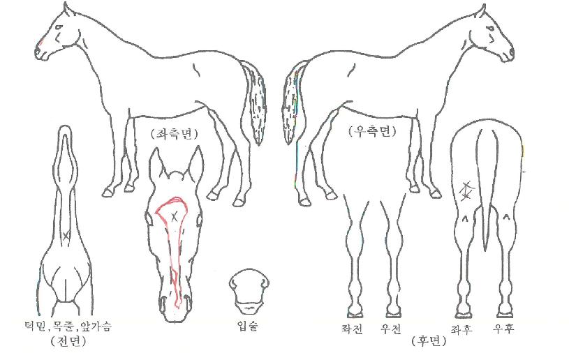 ¿ø´õÇ®½Ì½ºÀÇ Ãø¸é,¿ì¸é,µÞ¸é,µÎ»ó,´Ù¸®ÀÇ Æ¯Â¡µµÇØ