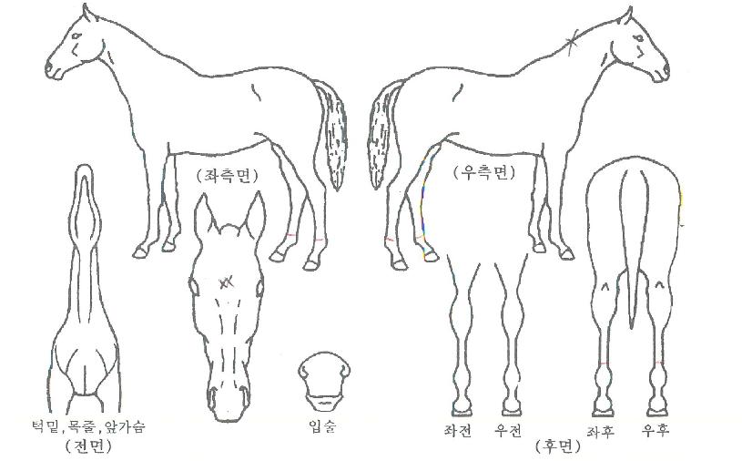 ��������ڸ��� ����,���,�޸�,�λ�,�ٸ��� Ư¡����