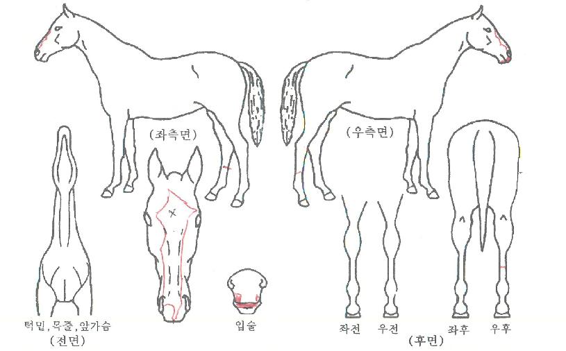 �ϴ��Ϸ��� ����,���,�޸�,�λ�,�ٸ��� Ư¡����