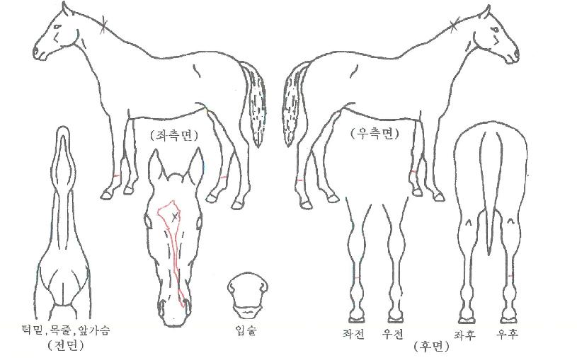 �ִϱ������� ����,���,�޸�,�λ�,�ٸ��� Ư¡����