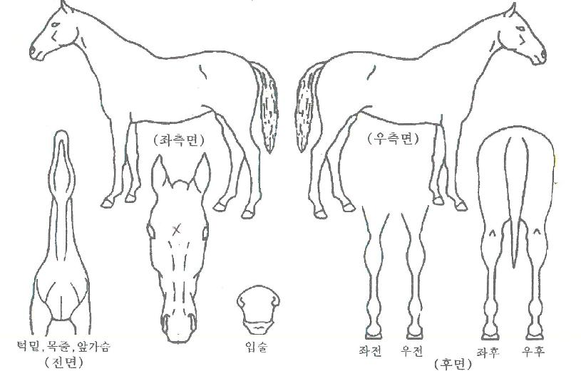 ����꽺Ÿ�� ����,���,�޸�,�λ�,�ٸ��� Ư¡����