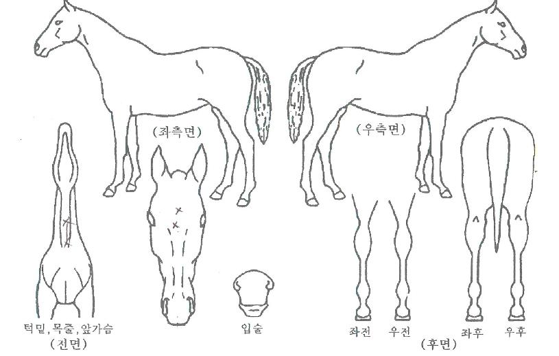 �ζ��� ����,���,�޸�,�λ�,�ٸ��� Ư¡����