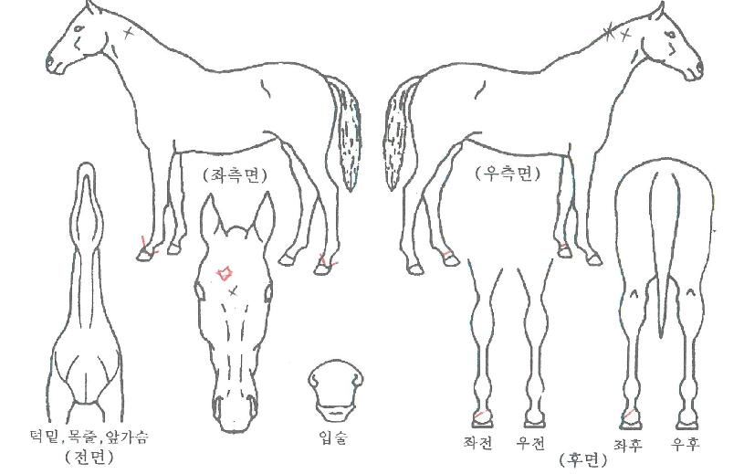 �۷ι��ô��� ����,���,�޸�,�λ�,�ٸ��� Ư¡����