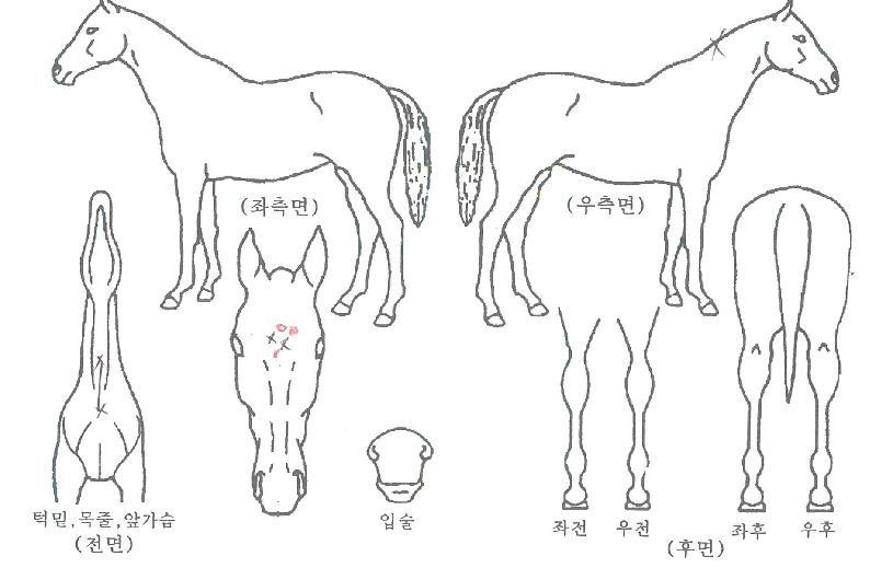 ÄÉÀÌÇ÷¯½º¿øÀÇ Ãø¸é,¿ì¸é,µÞ¸é,µÎ»ó,´Ù¸®ÀÇ Æ¯Â¡µµÇØ