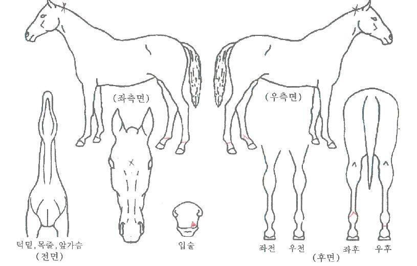 ��¯�� ����,���,�޸�,�λ�,�ٸ��� Ư¡����