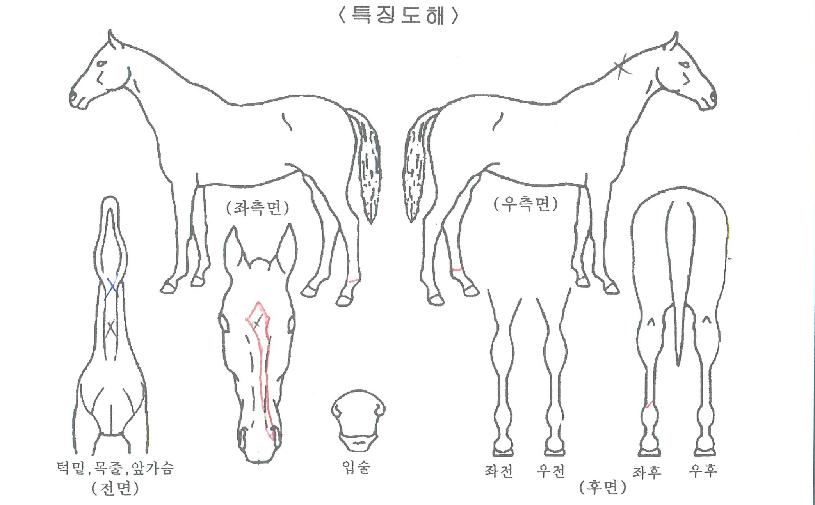 Á¦¸¶Ã¨ÇÁÀÇ Ãø¸é,¿ì¸é,µÞ¸é,µÎ»ó,´Ù¸®ÀÇ Æ¯Â¡µµÇØ
