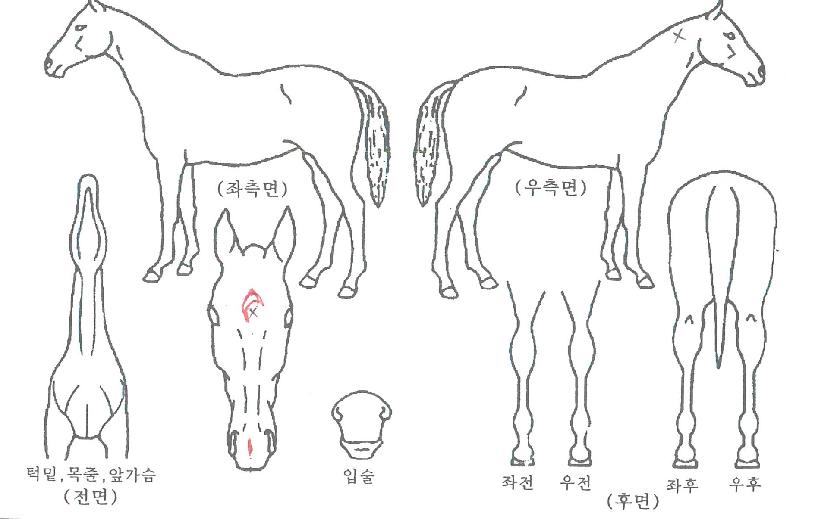 �ޱ��� ����,���,�޸�,�λ�,�ٸ��� Ư¡����