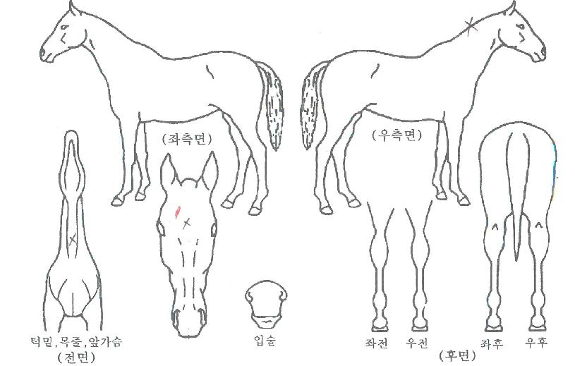 ¿µºÀ»êÀÇ Ãø¸é,¿ì¸é,µÞ¸é,µÎ»ó,´Ù¸®ÀÇ Æ¯Â¡µµÇØ