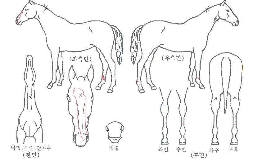 »ï´ÙȦ¸¯ÀÇ Ãø¸é,¿ì¸é,µÞ¸é,µÎ»ó,´Ù¸®ÀÇ Æ¯Â¡µµÇØ
