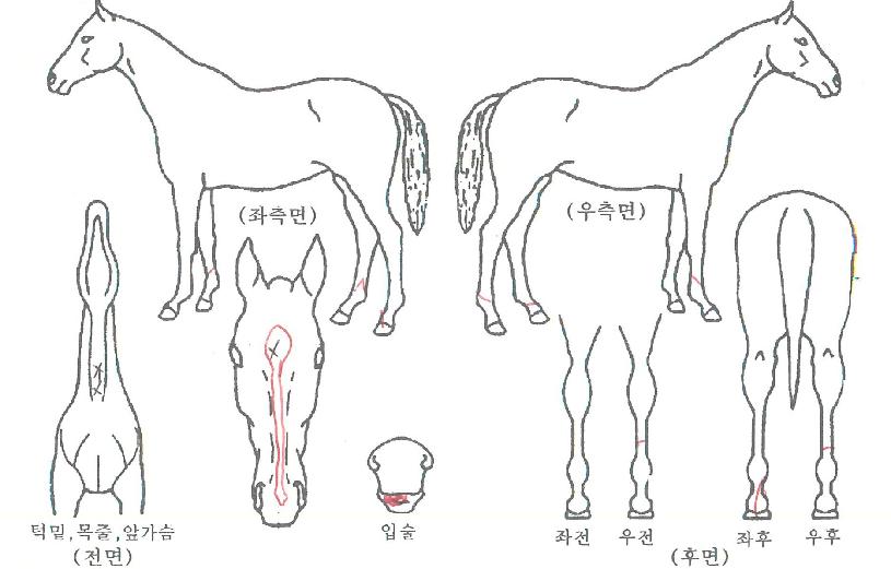 �۷θ�������ڸ��� ����,���,�޸�,�λ�,�ٸ��� Ư¡����