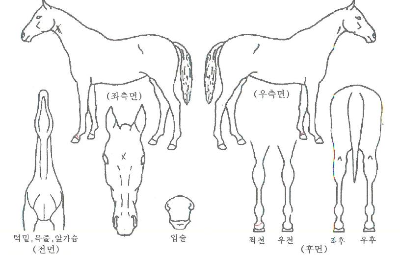 �������������ڸ��� ����,���,�޸�,�λ�,�ٸ��� Ư¡����