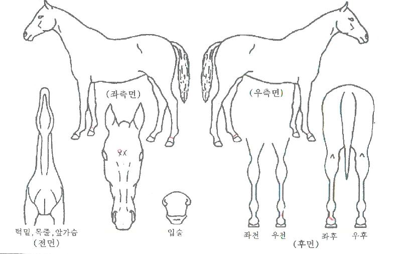 �ݳ����� ����,���,�޸�,�λ�,�ٸ��� Ư¡����