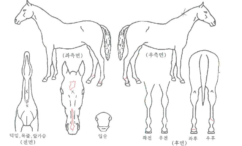 ���̿��� ����,���,�޸�,�λ�,�ٸ��� Ư¡����