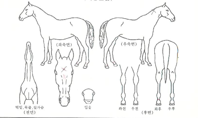 õ���� ����,���,�޸�,�λ�,�ٸ��� Ư¡����