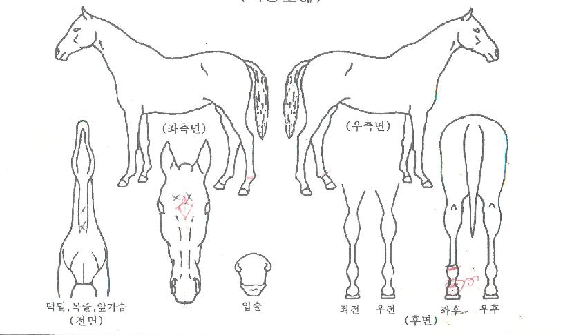 ´ë¸í¼Ö¶óÀÇ Ãø¸é,¿ì¸é,µÞ¸é,µÎ»ó,´Ù¸®ÀÇ Æ¯Â¡µµÇØ