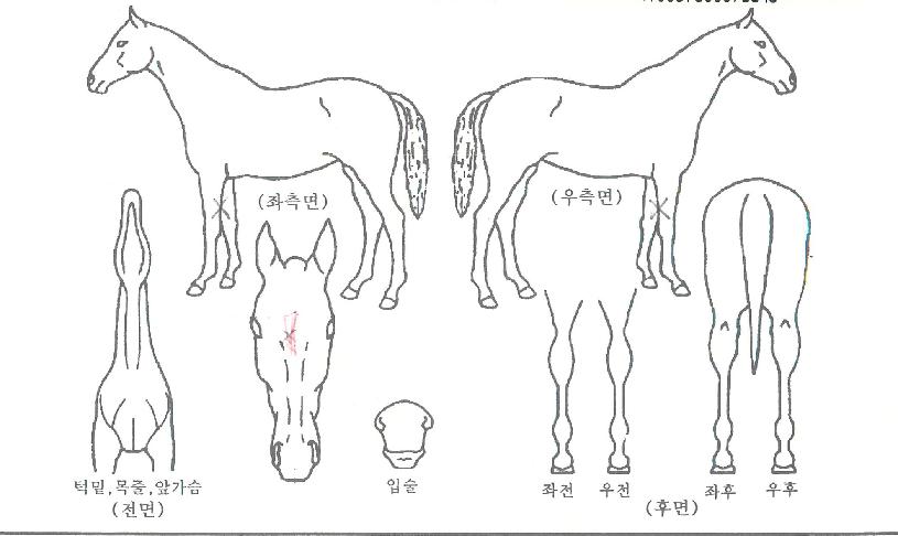 ´ë¸íèÇǾðÀÇ Ãø¸é,¿ì¸é,µÞ¸é,µÎ»ó,´Ù¸®ÀÇ Æ¯Â¡µµÇØ