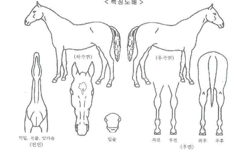 Ȳ�ݽ�Ÿ�� ����,���,�޸�,�λ�,�ٸ��� Ư¡����