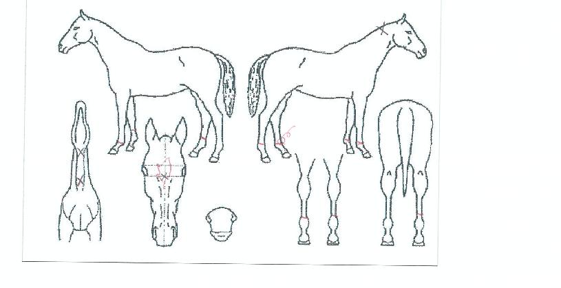 ·°¼Å¸®Å¸¿îÀÇ Ãø¸é,¿ì¸é,µÞ¸é,µÎ»ó,´Ù¸®ÀÇ Æ¯Â¡µµÇØ