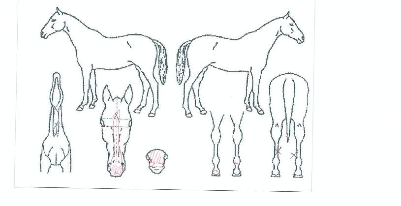 �йи�ȣ���� ����,���,�޸�,�λ�,�ٸ��� Ư¡����