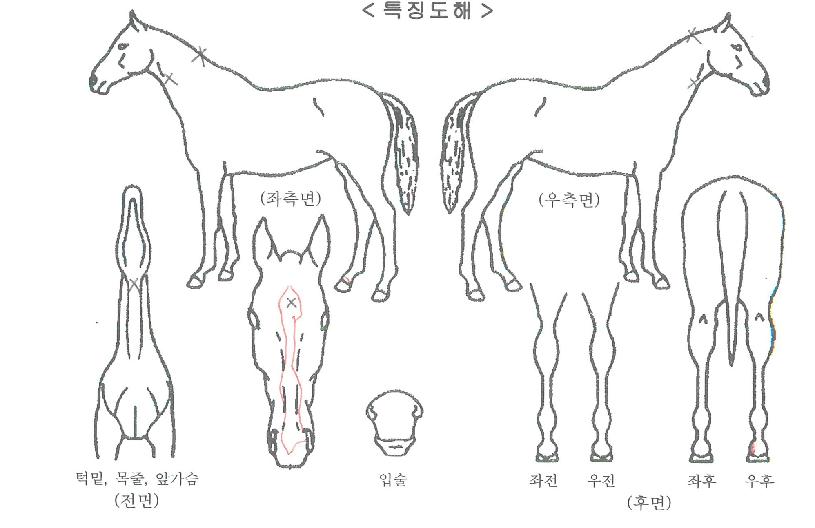 ¿¥Á¦ÀÌŸ¿îÀÇ Ãø¸é,¿ì¸é,µÞ¸é,µÎ»ó,´Ù¸®ÀÇ Æ¯Â¡µµÇØ