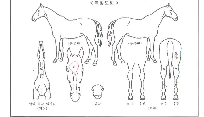 ¸¶À½´©¸®ÀÇ Ãø¸é,¿ì¸é,µÞ¸é,µÎ»ó,´Ù¸®ÀÇ Æ¯Â¡µµÇØ