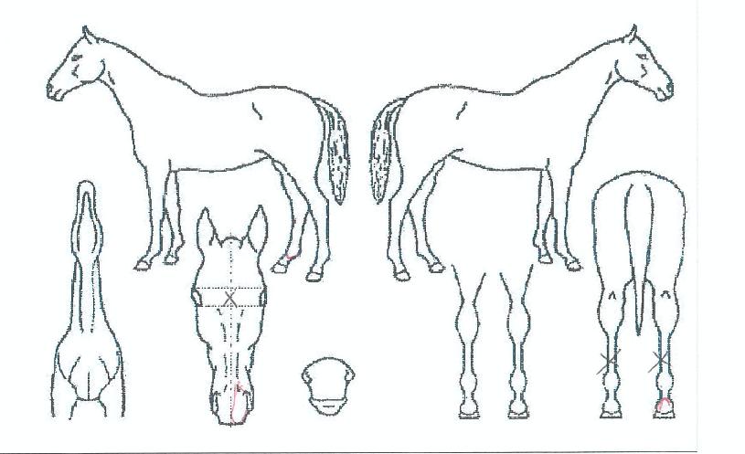 °ñµåĸƾÀÇ Ãø¸é,¿ì¸é,µÞ¸é,µÎ»ó,´Ù¸®ÀÇ Æ¯Â¡µµÇØ