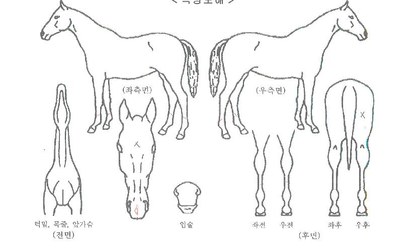 �޵�ġ�Ŀ��� ����,���,�޸�,�λ�,�ٸ��� Ư¡����