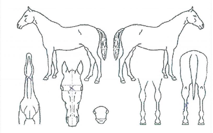 ���ǵ������� ����,���,�޸�,�λ�,�ٸ��� Ư¡����