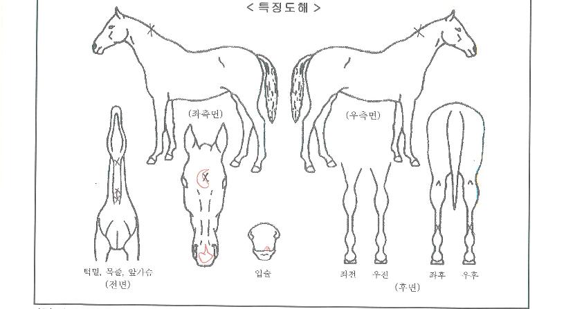 ÆÛ½ºÆ®Å¥ÇǵåÀÇ Ãø¸é,¿ì¸é,µÞ¸é,µÎ»ó,´Ù¸®ÀÇ Æ¯Â¡µµÇØ