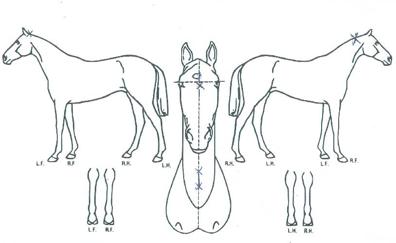 ��õè���� ����,���,�޸�,�λ�,�ٸ��� Ư¡����