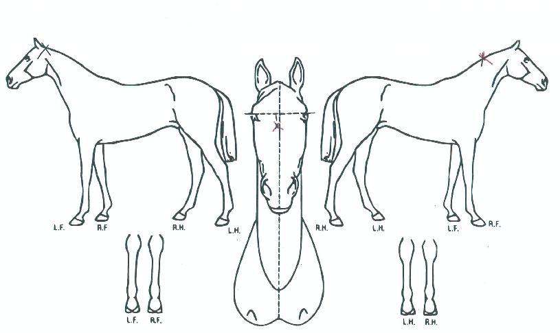 ·±À§µå°ñµåÀÇ Ãø¸é,¿ì¸é,µÞ¸é,µÎ»ó,´Ù¸®ÀÇ Æ¯Â¡µµÇØ