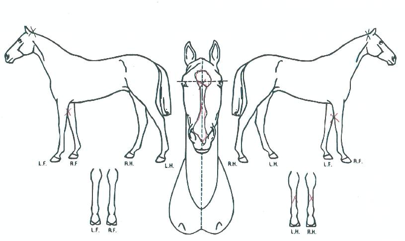 �������� ����,���,�޸�,�λ�,�ٸ��� Ư¡����