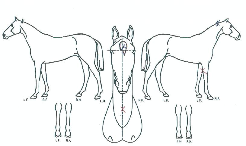 ��������Ʈ�� ����,���,�޸�,�λ�,�ٸ��� Ư¡����