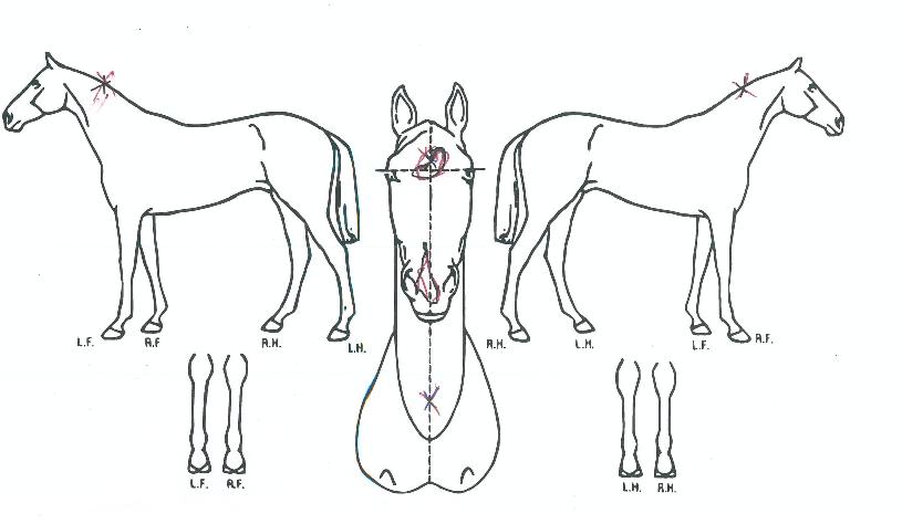 �ö��׹´��� ����,���,�޸�,�λ�,�ٸ��� Ư¡����