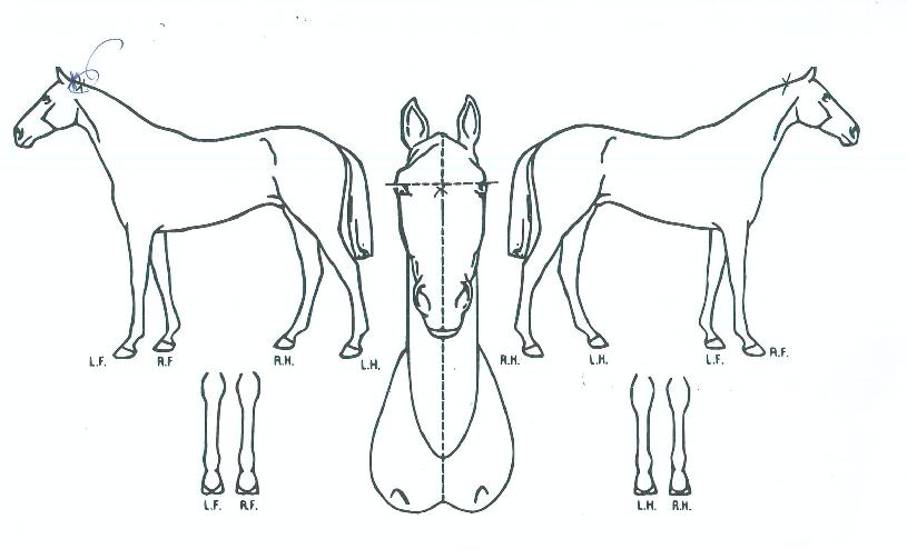 �������������� ����,���,�޸�,�λ�,�ٸ��� Ư¡����