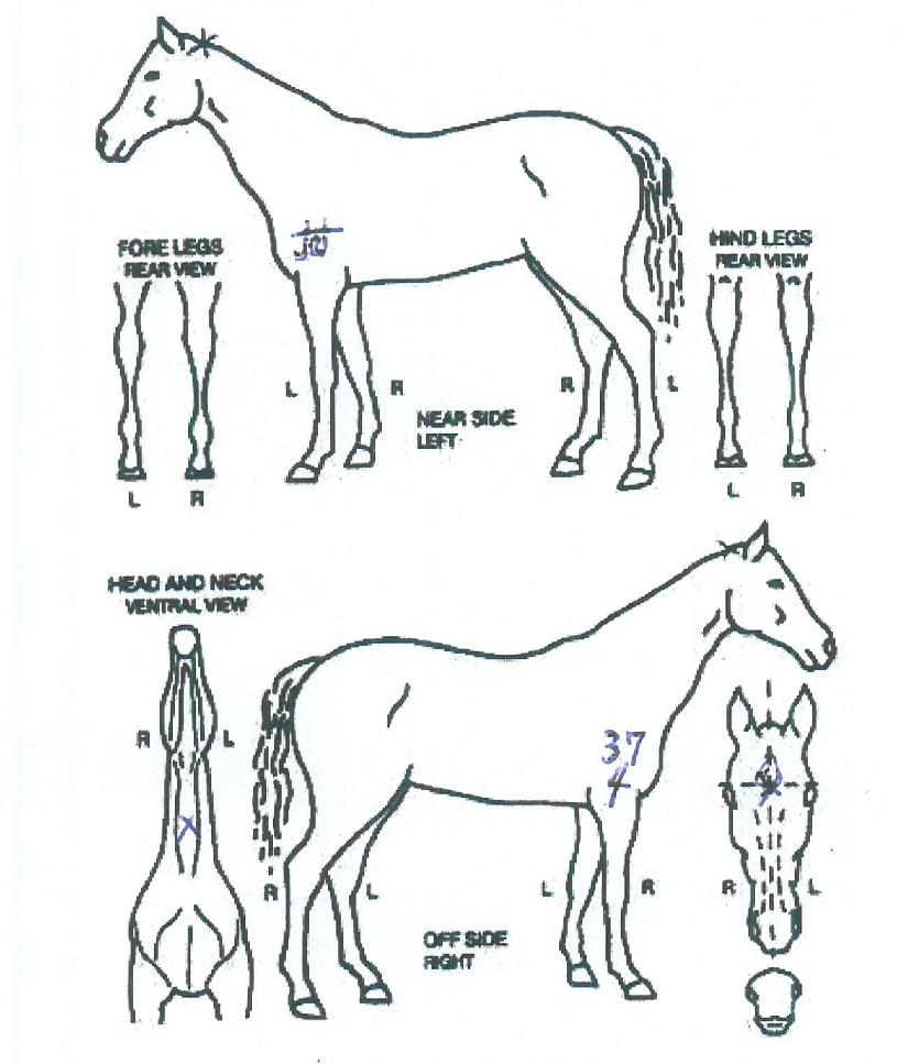 ³ª½ºÄ«ÀÇžçÀÇ Ãø¸é,¿ì¸é,µÞ¸é,µÎ»ó,´Ù¸®ÀÇ Æ¯Â¡µµÇØ